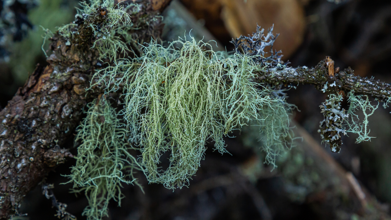 Usnea: The Ultimate Natural Antibiotic You’ve Never Heard Of